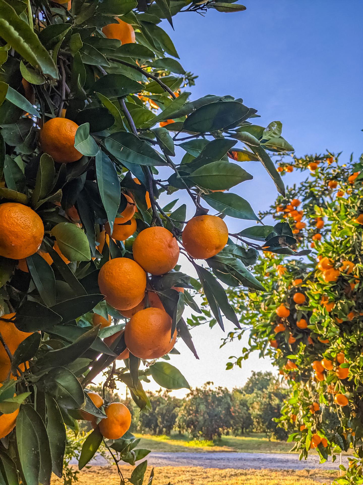 Experience the Best of Oroville Citrus