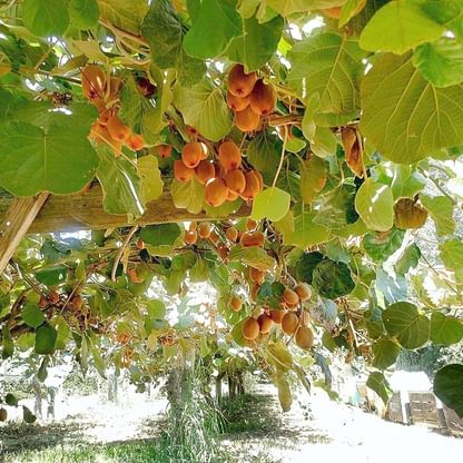 johnson-u-pick-farm-tree-fruit_gridley-ca
