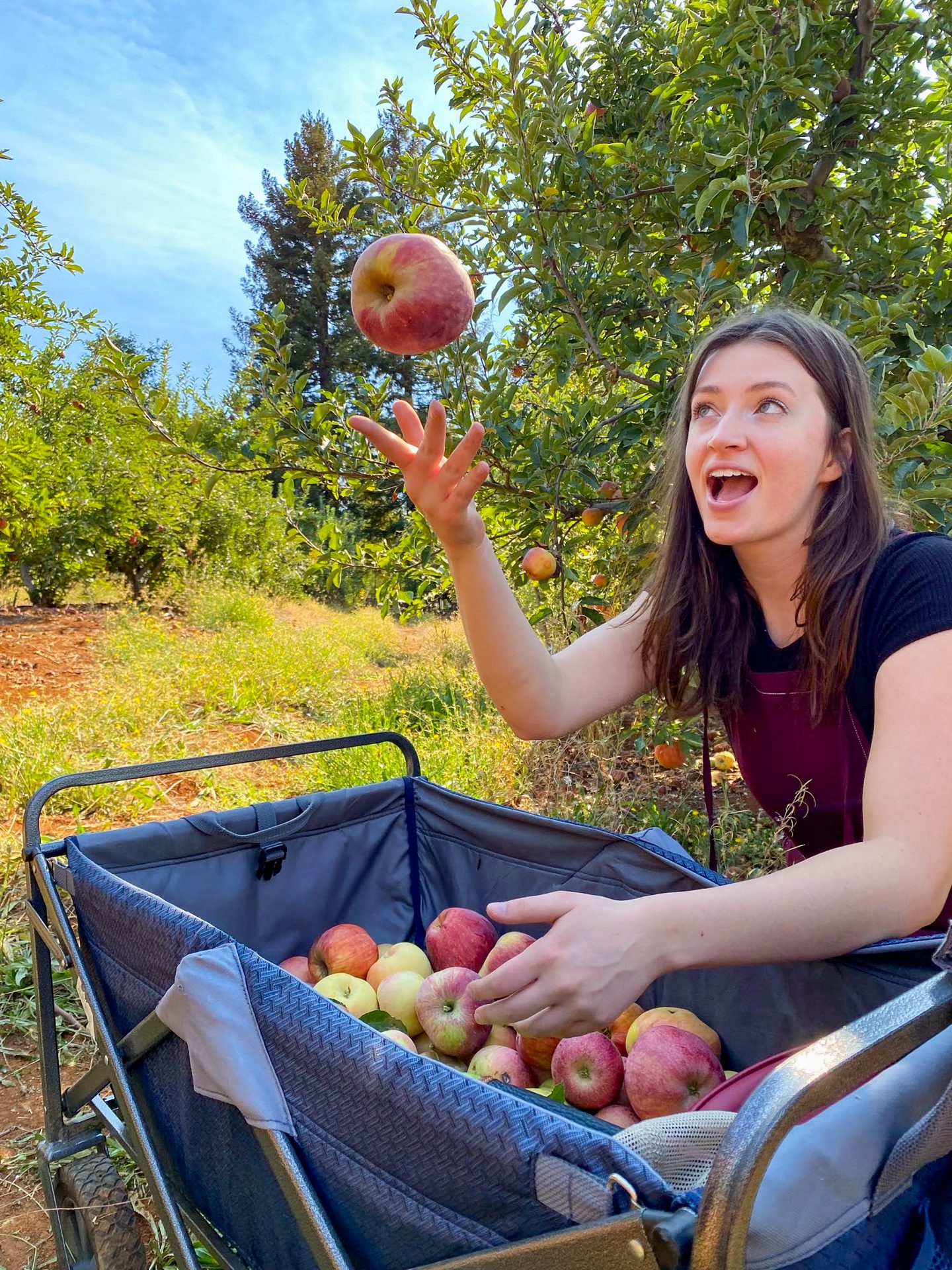 Popular U-Pick Farms in Butte County