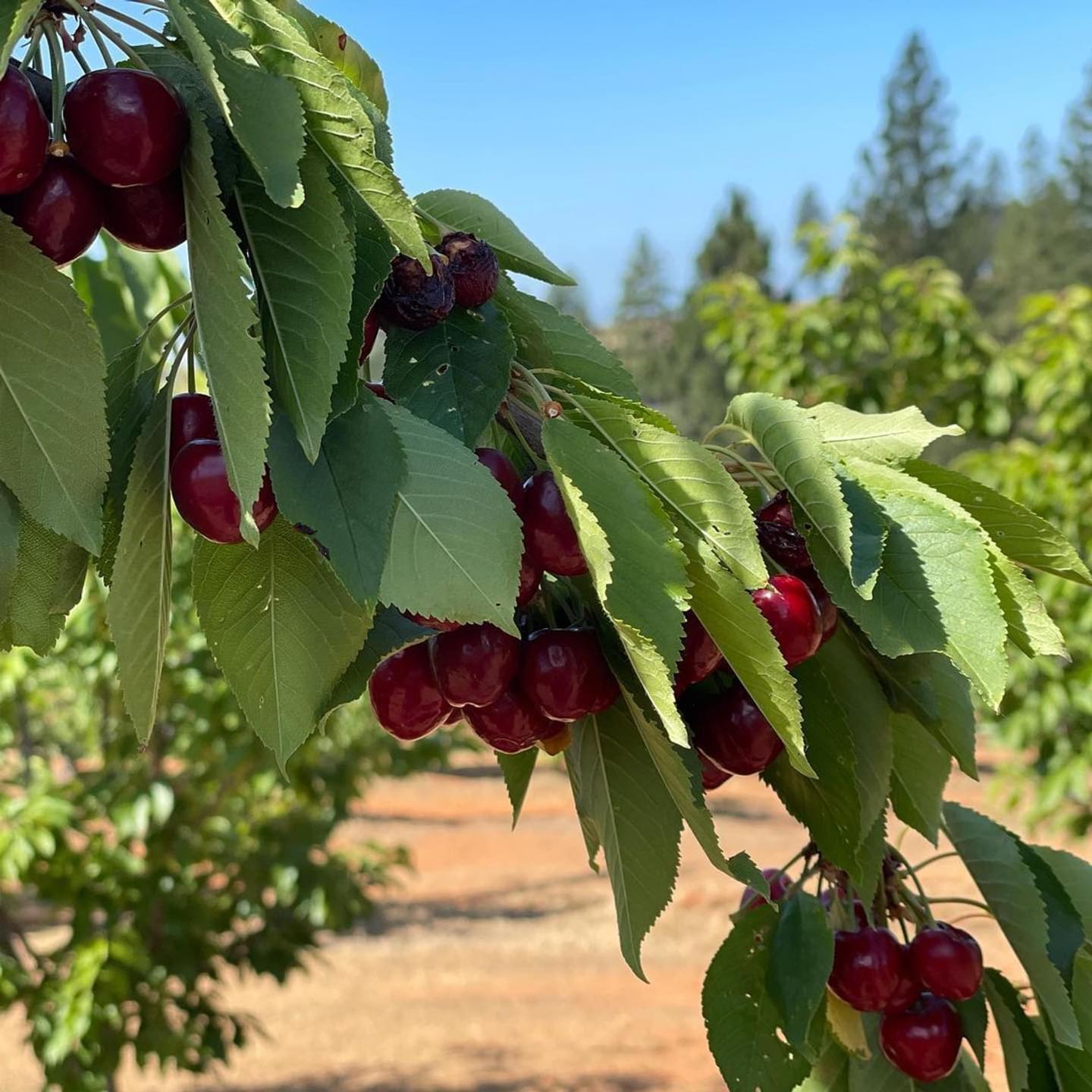 Popular U-Pick Farms in Butte County