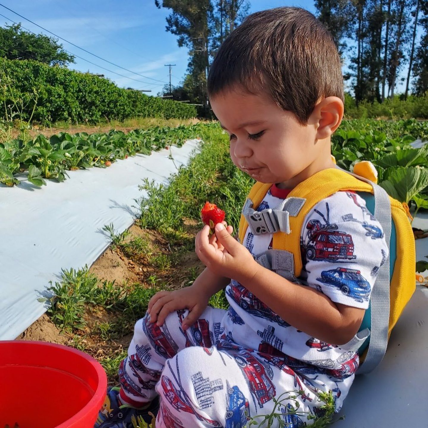 Popular U-Pick Farms in Butte County