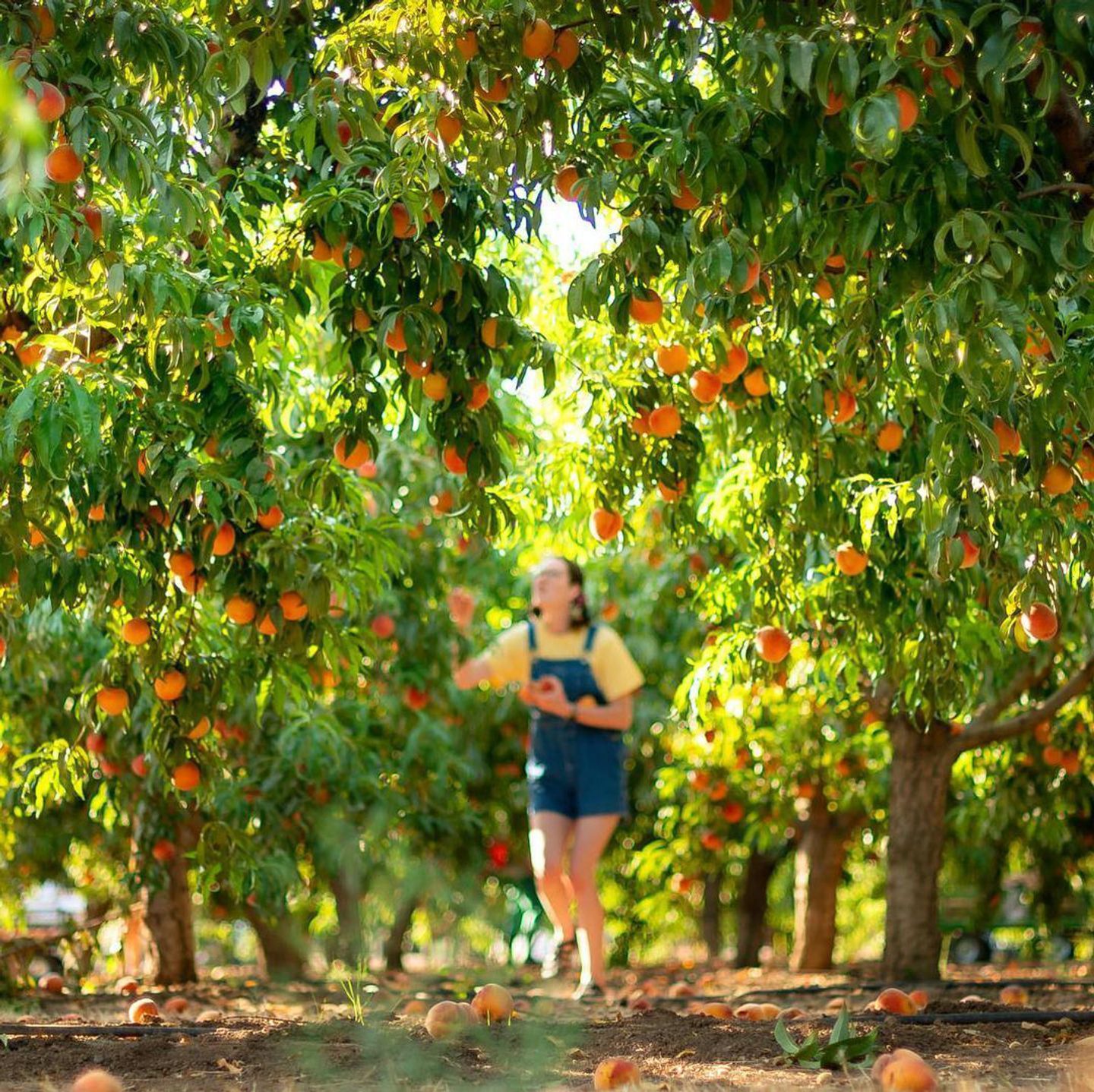Popular U-Pick Farms in Butte County
