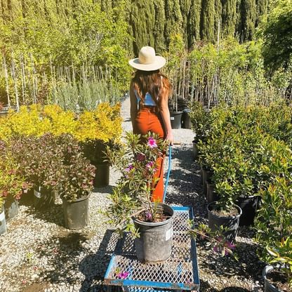 Hodges nursery gifts plants durham butte county northern california jilliangiord