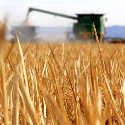 Harvesting at Lundberg Family Farms