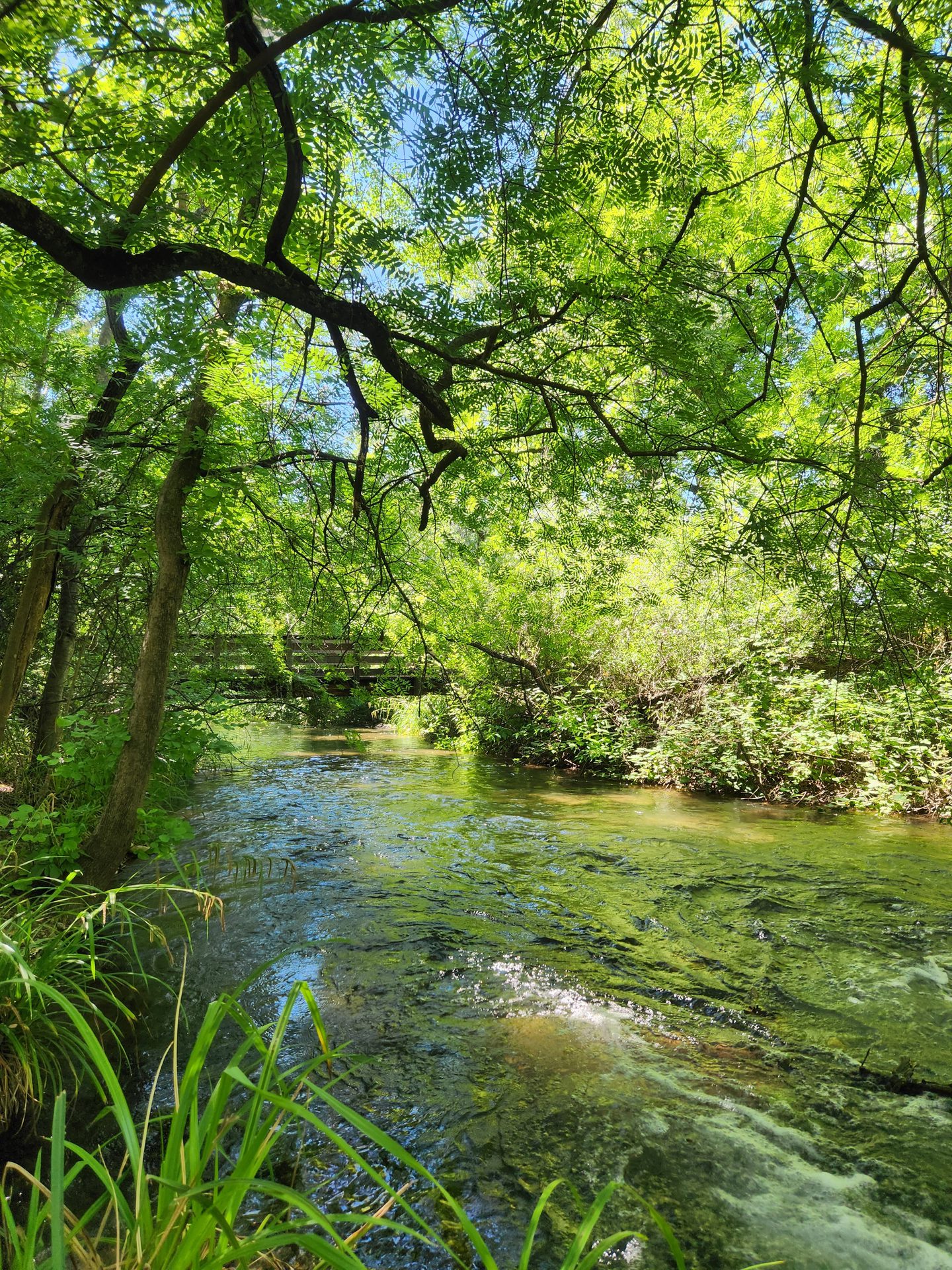 Hike Like a Local: Easy Hikes in Chico & Oroville