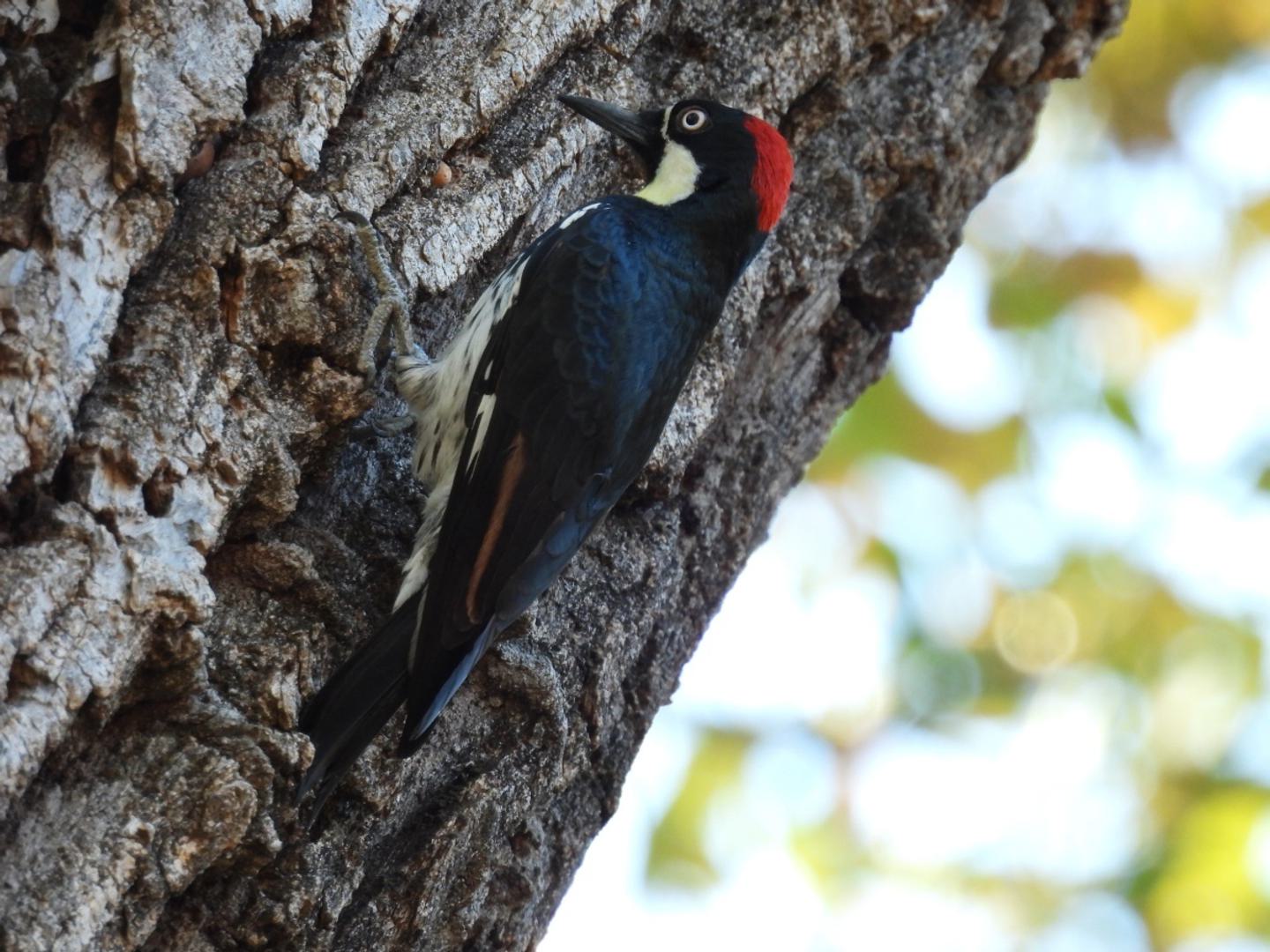 Fall into Butte County Birds