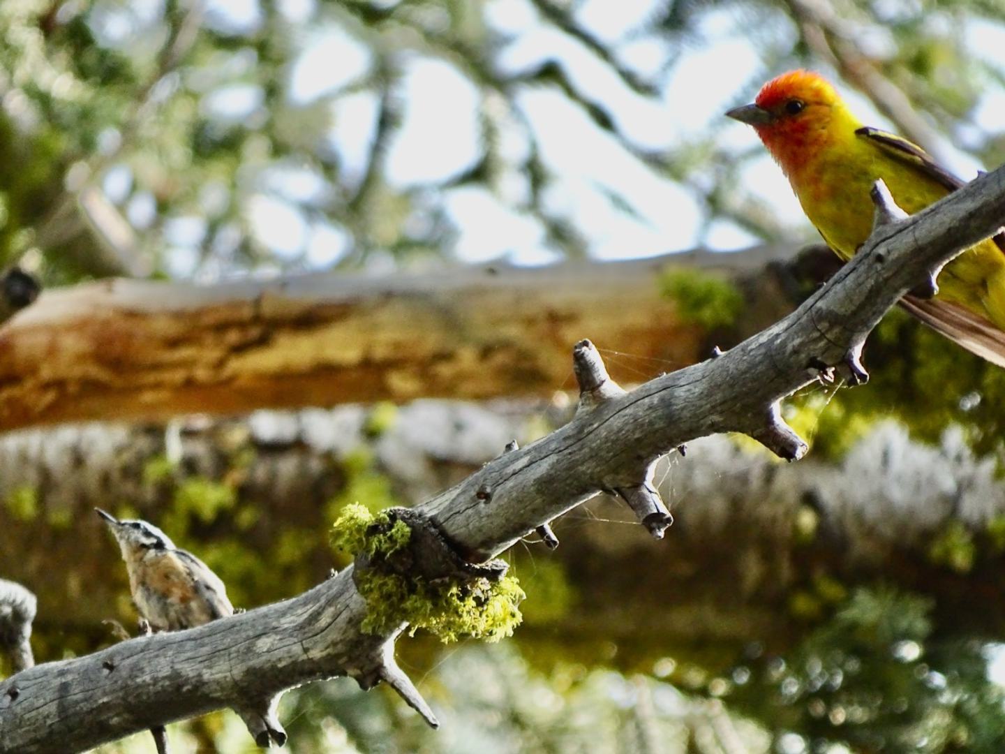 Fall into Butte County Birds