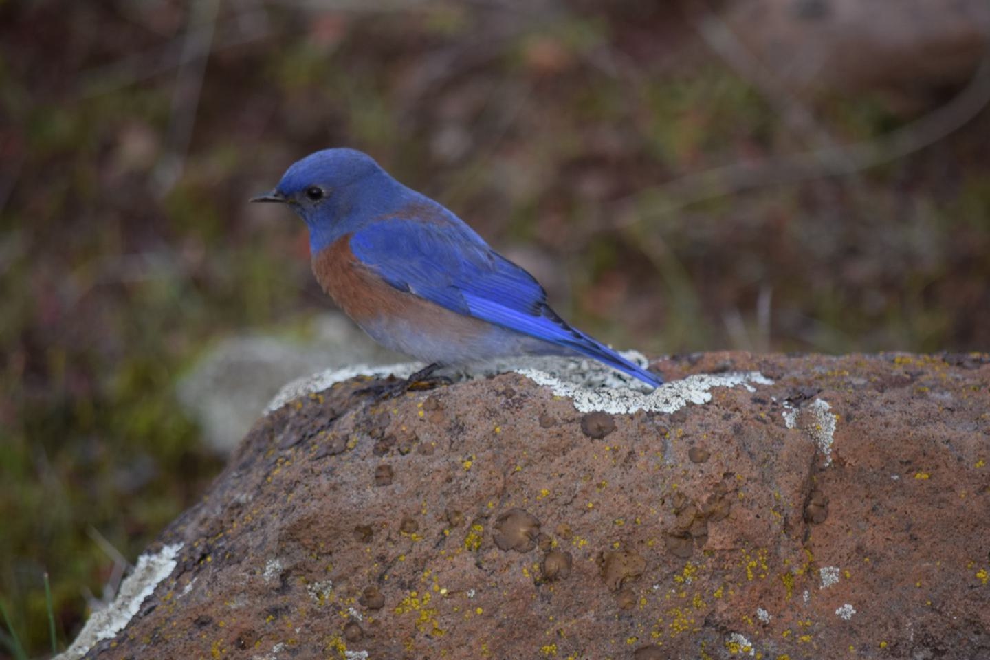 Fall into Butte County Birds