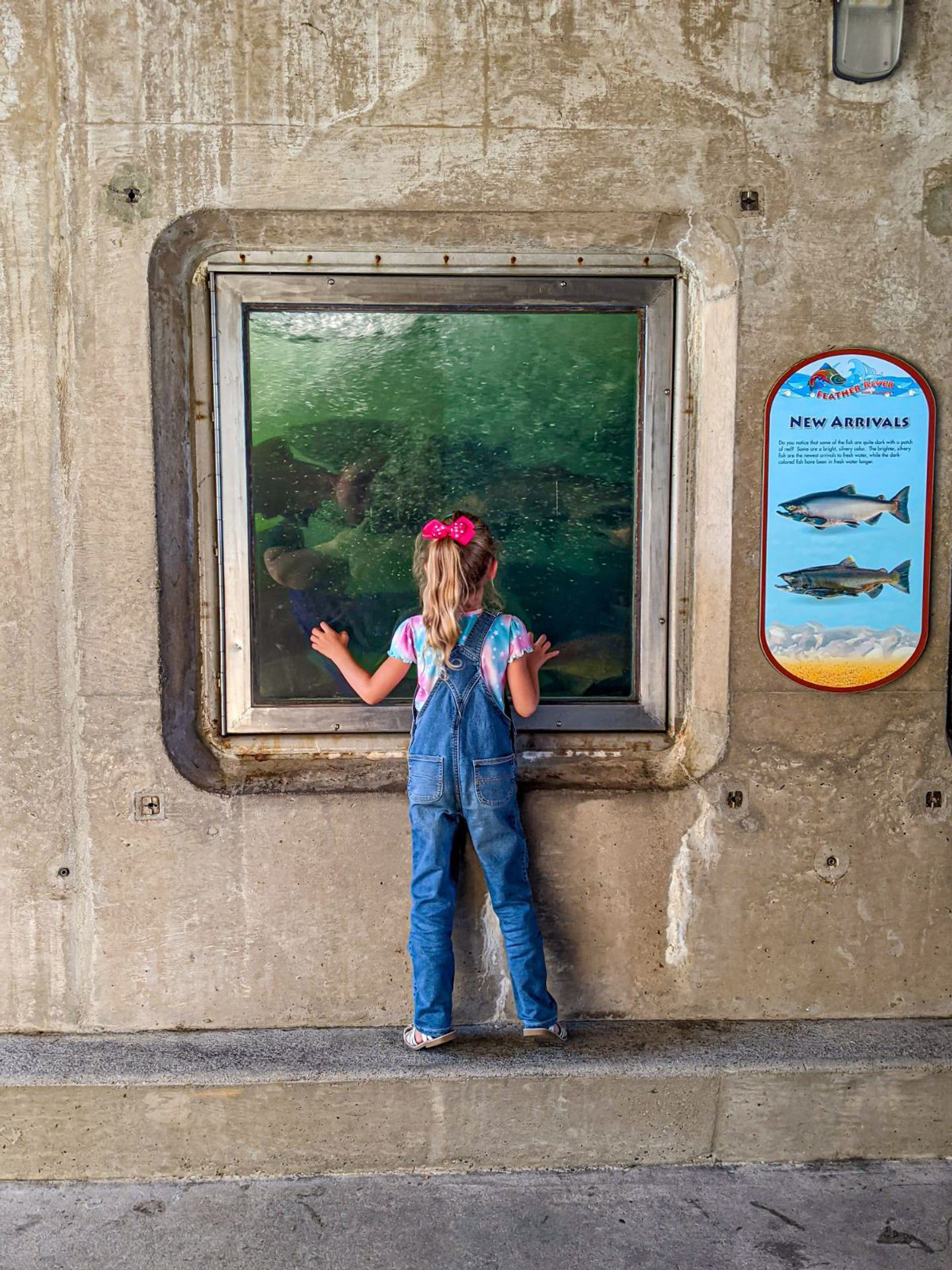 From Hatchery to Heritage in Oroville: A One-Day Sustainable Itinerary
