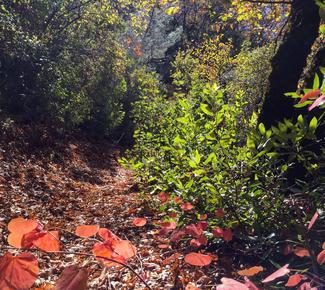 Indian Springs Trail and De Sabla Overflow