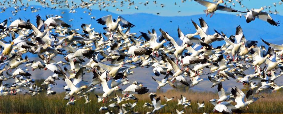 sacramento-wildlife-refuge-snow-geese-birds-migration-birding-butte-county-ca