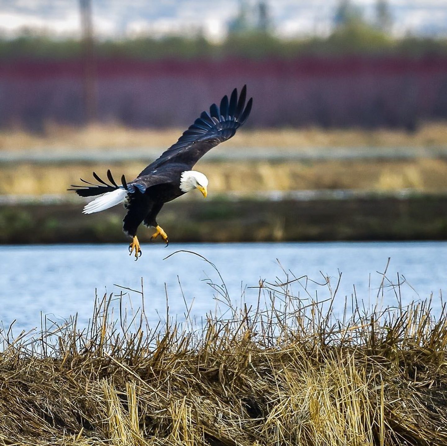 The Snow Goose Festival: A Birdwatcher's Delight