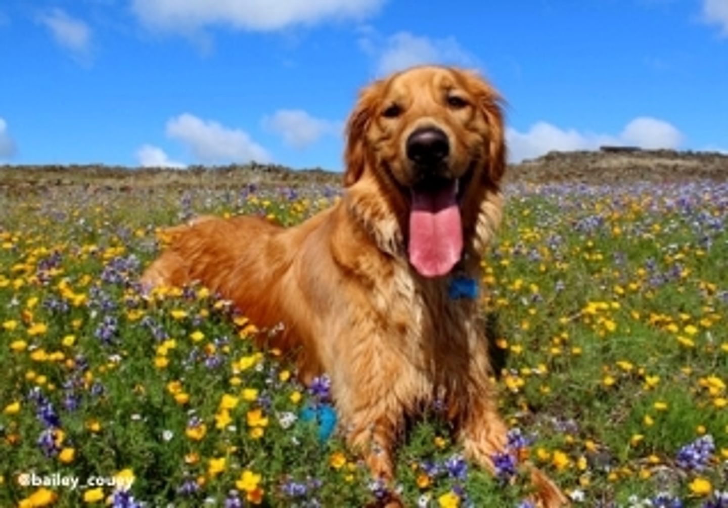 Dog-Friendly Places in Butte County