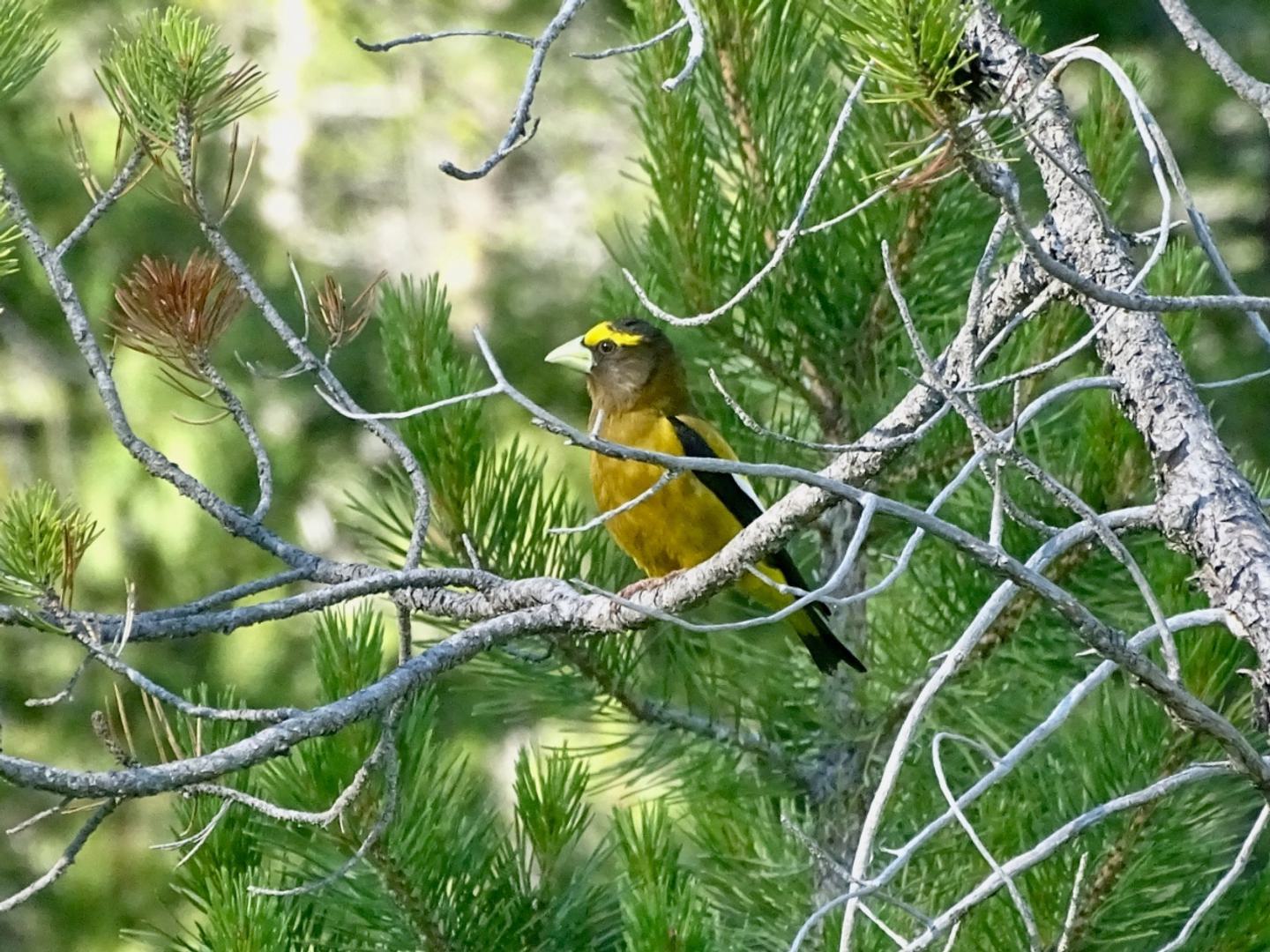 Fall into Butte County Birds