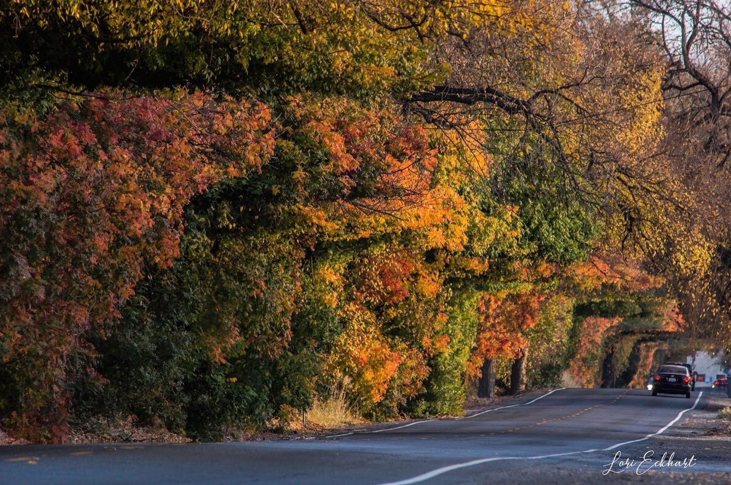 Top 10 Spots to See Fall Colors in Butte County