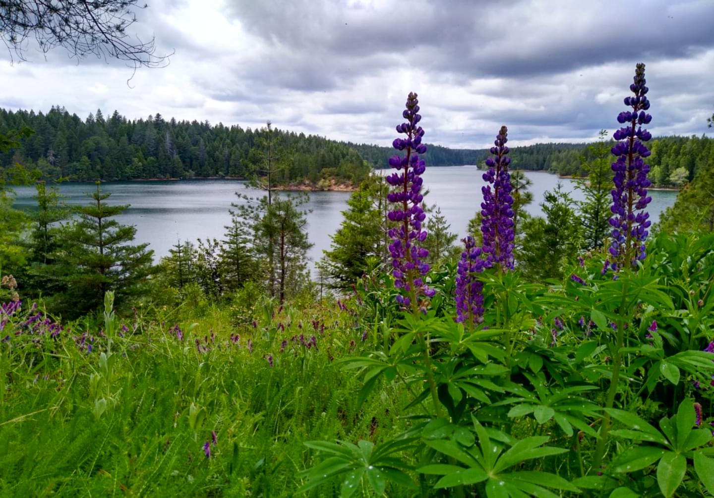 The Best Spots to See Wildflowers (Outside of Table Mountain) in Butte County