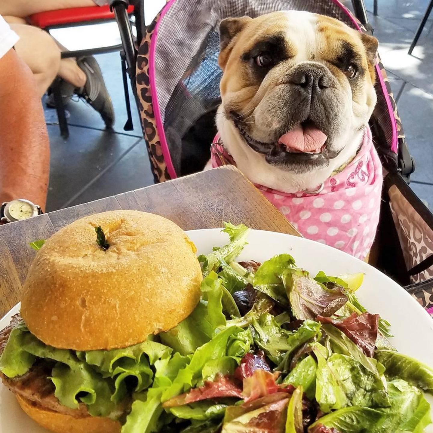 Dog-Friendly Places in Butte County