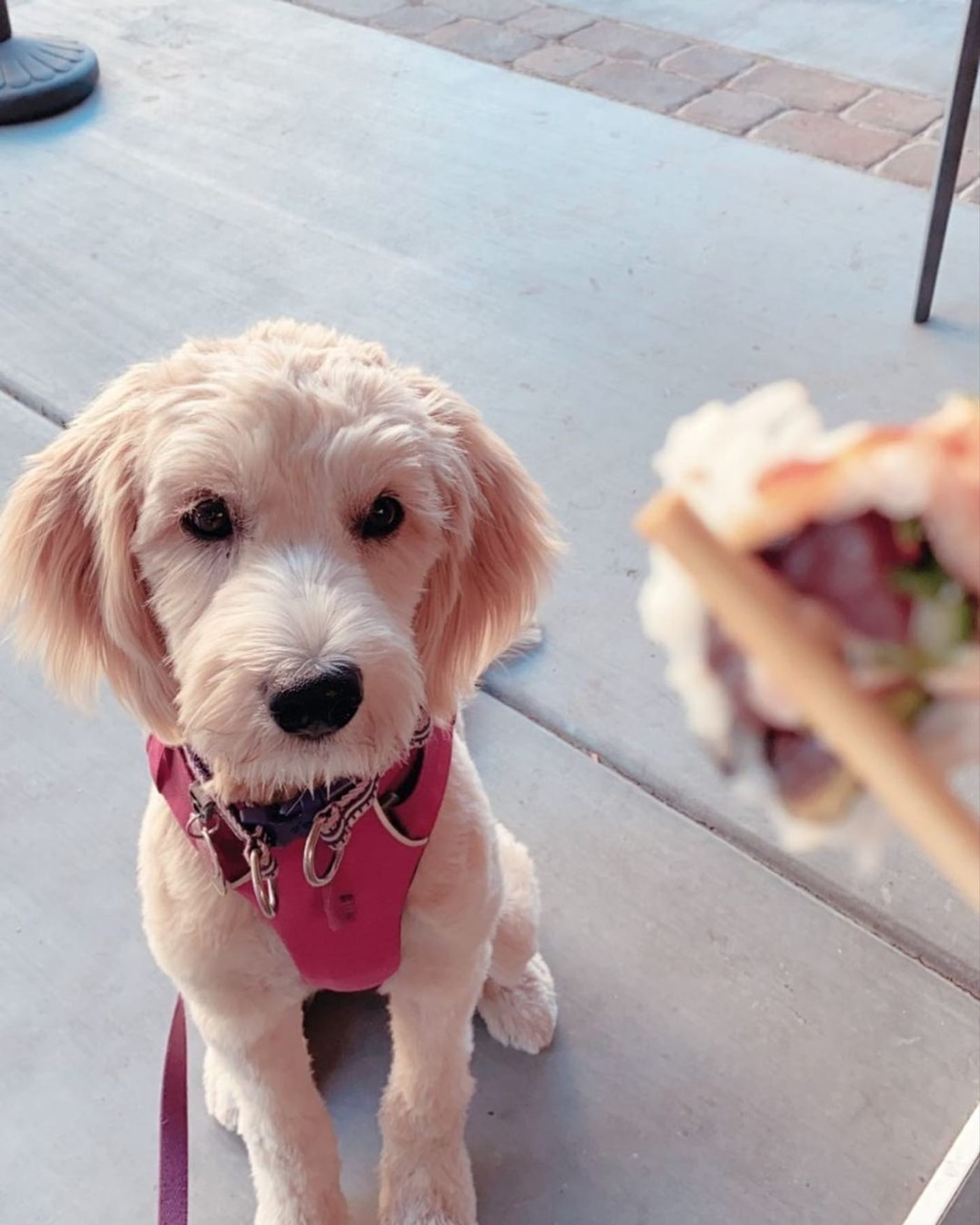 Dog-Friendly Places in Butte County