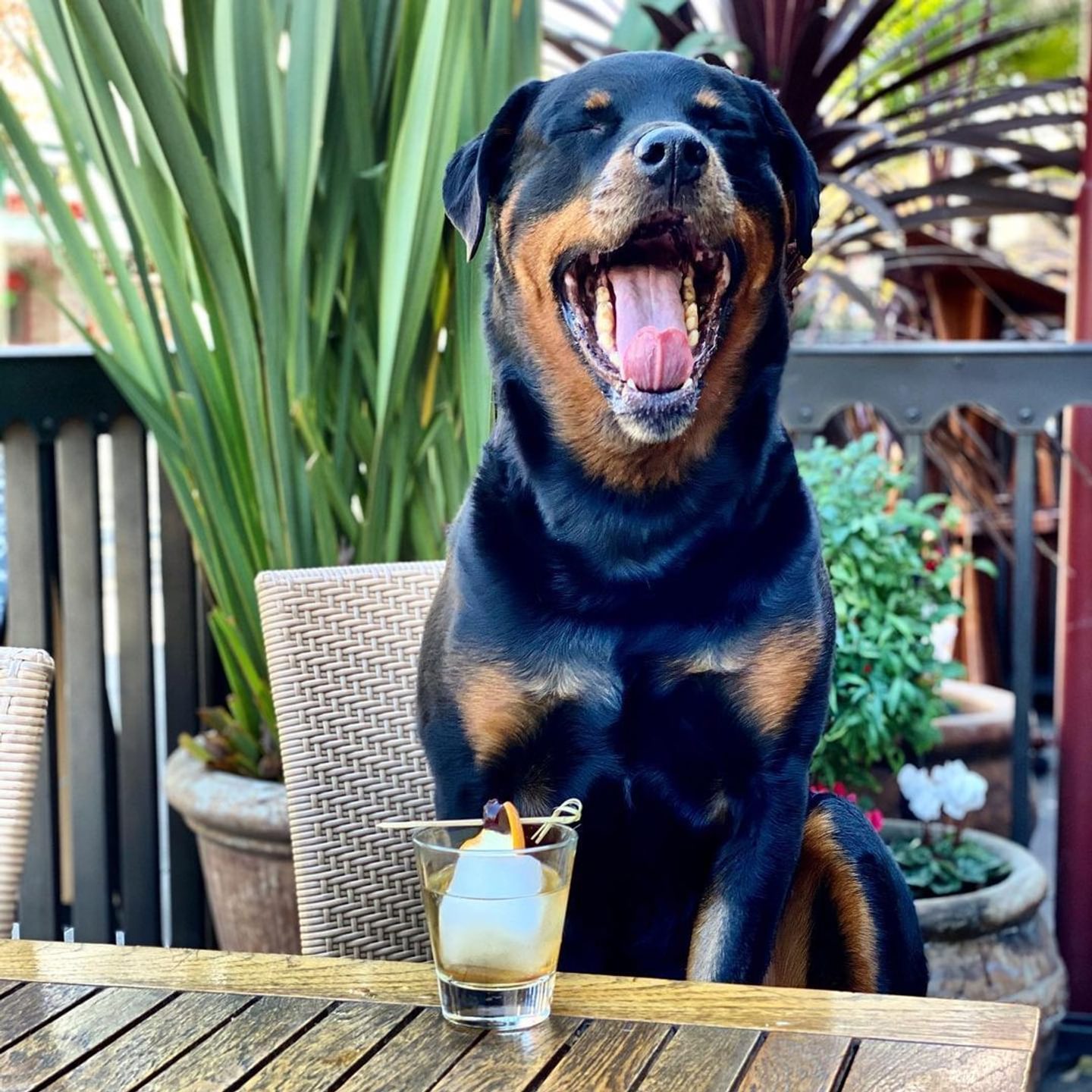 Dog-Friendly Places in Butte County