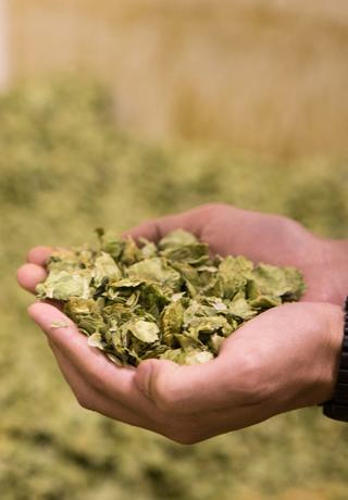 A Brief History of Beer in Chico