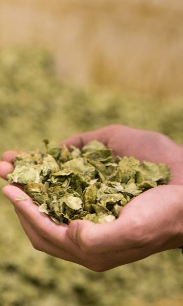 A Brief History of Beer in Chico