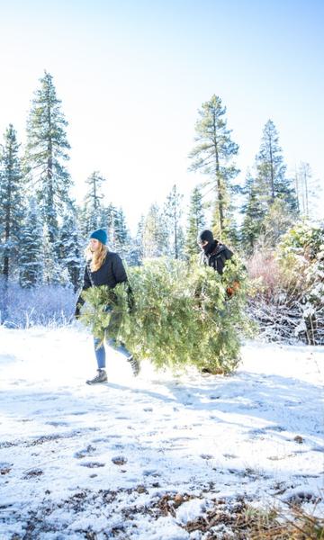 Cut the Perfect Christmas Tree in Butte County