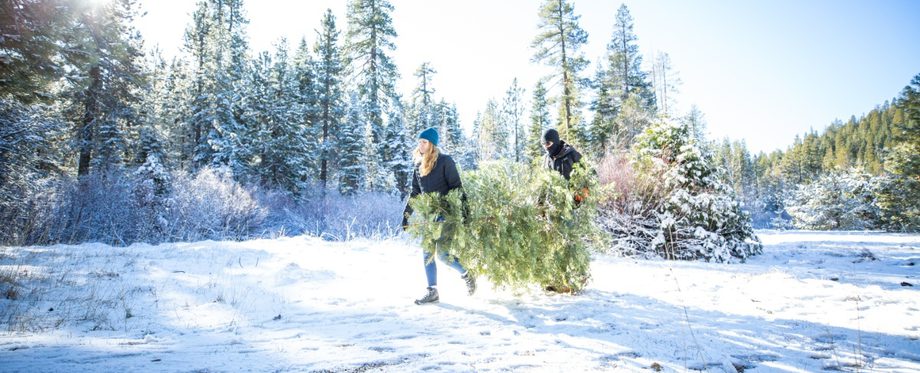 Cutting a Christmas Tree in Butte Meadows