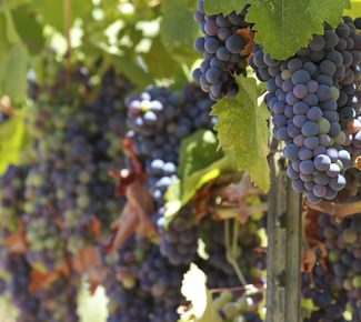 The Best Wineries in the Bangor Wine & Spirits Region