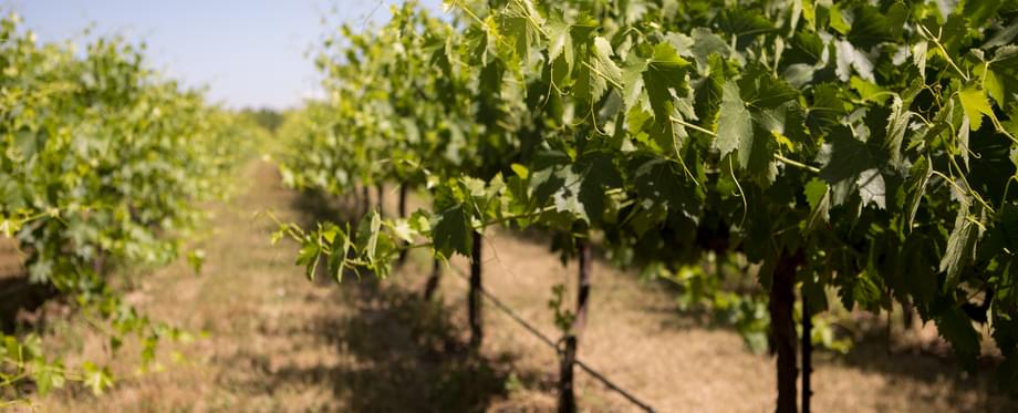 Vineyard at Almendra