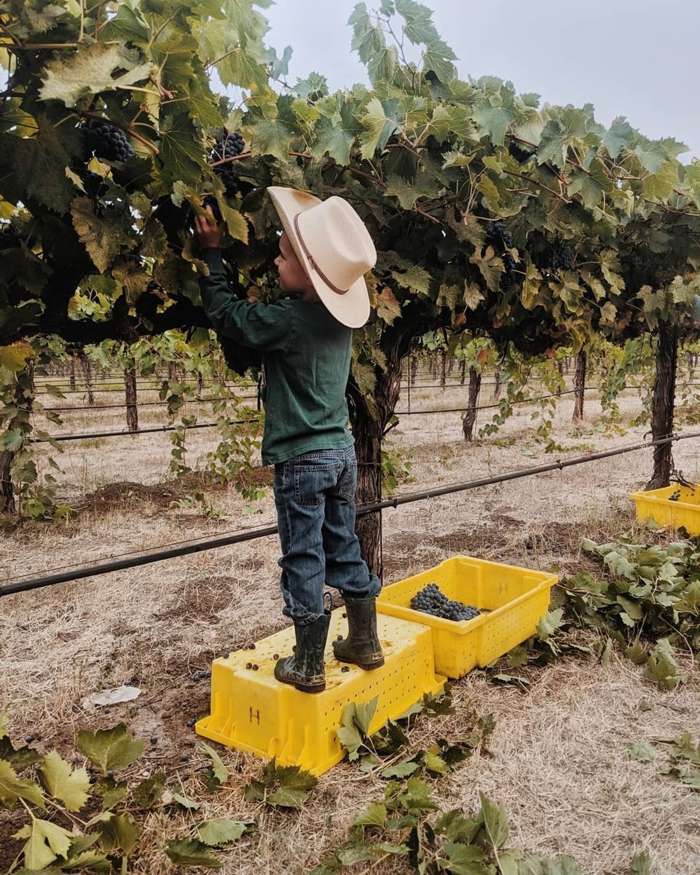 Sip and Savor at Butte County Wineries