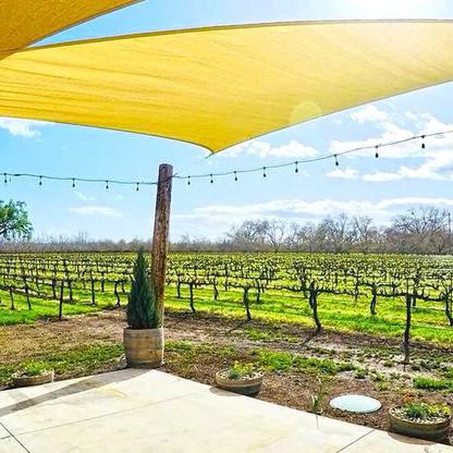 Nessere-vineyard2