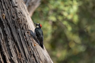 Woodpecker butte county ca fall birding