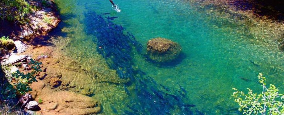 Salmon in Butte Creek
