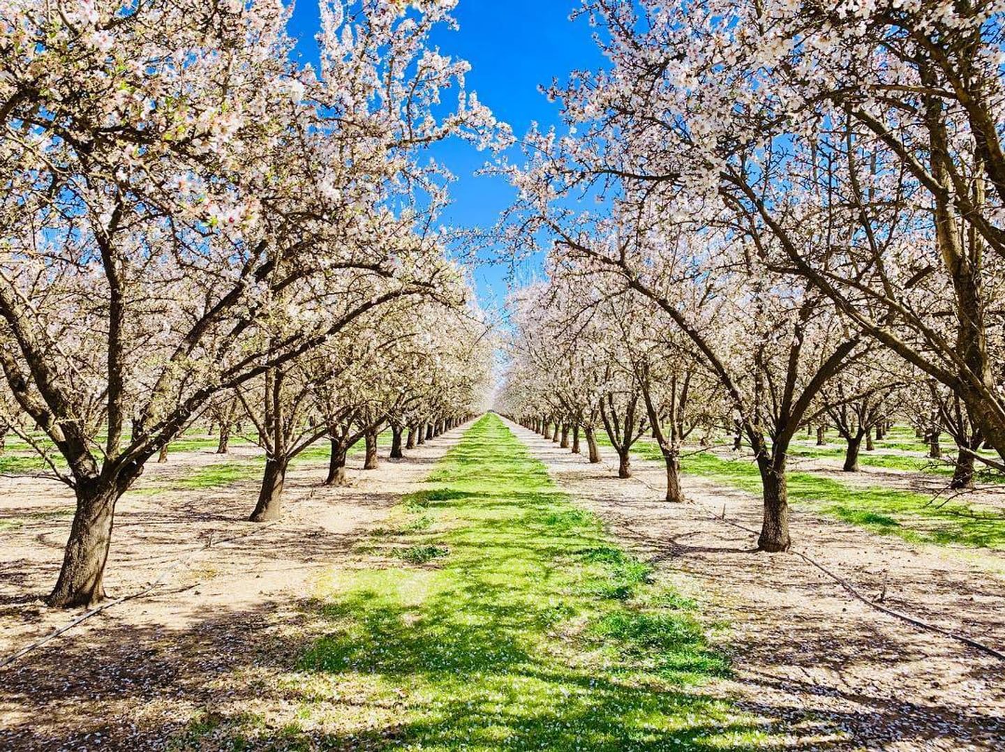 Discover Chico Charm: Small City, Big Experiences in Northern California