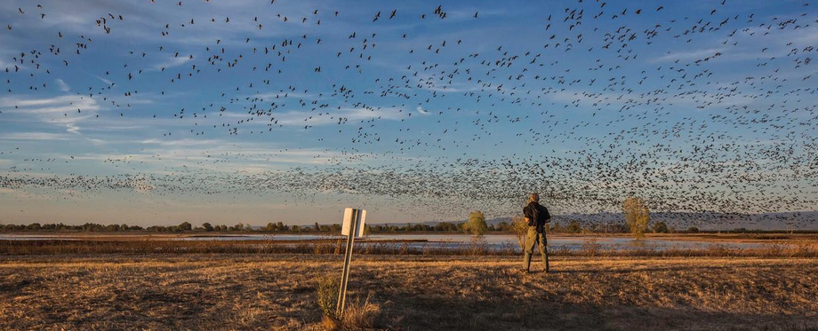 Chico Birding 2019 10 25 eckhart3235