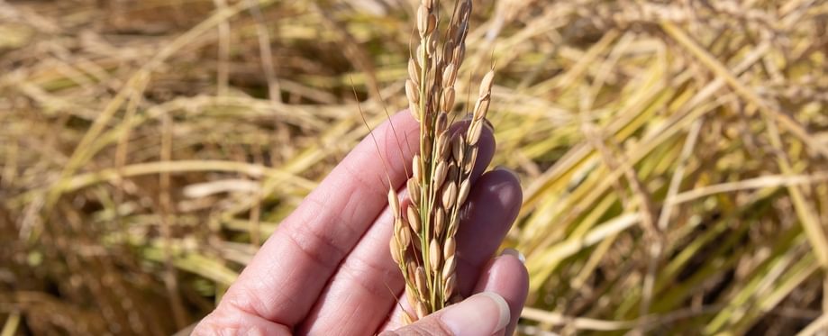 lundberg-family-farms-rice-stalk-agriculture-farming-richvale-ca