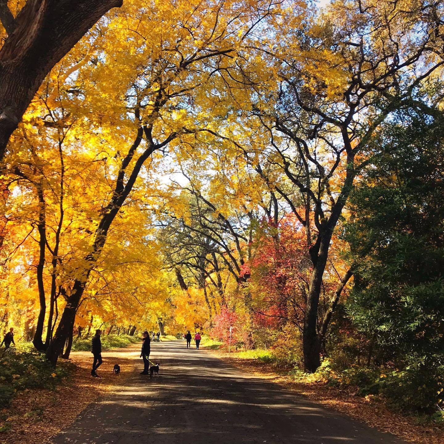 Top 10 Spots to See Fall Colors in Butte County